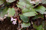 Trailing arbutus